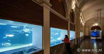 Na de renovatie van 50 miljoen zijn de zeekatten terug in het aquarium van Artis