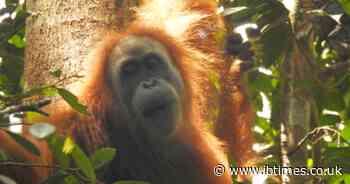 World's Rarest Orangutans Pushed Closer to Extinction As 58 Were Killed After Four Days of Extreme Rain