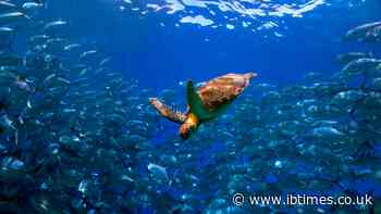 Spy Turtles And Fish In The Sea? China Claims Sea Animals Are Being Turned Into Secret Spy Devices