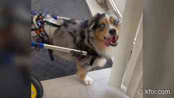 Viral paralyzed pup gets new wheels after wheelchair stolen from front porch