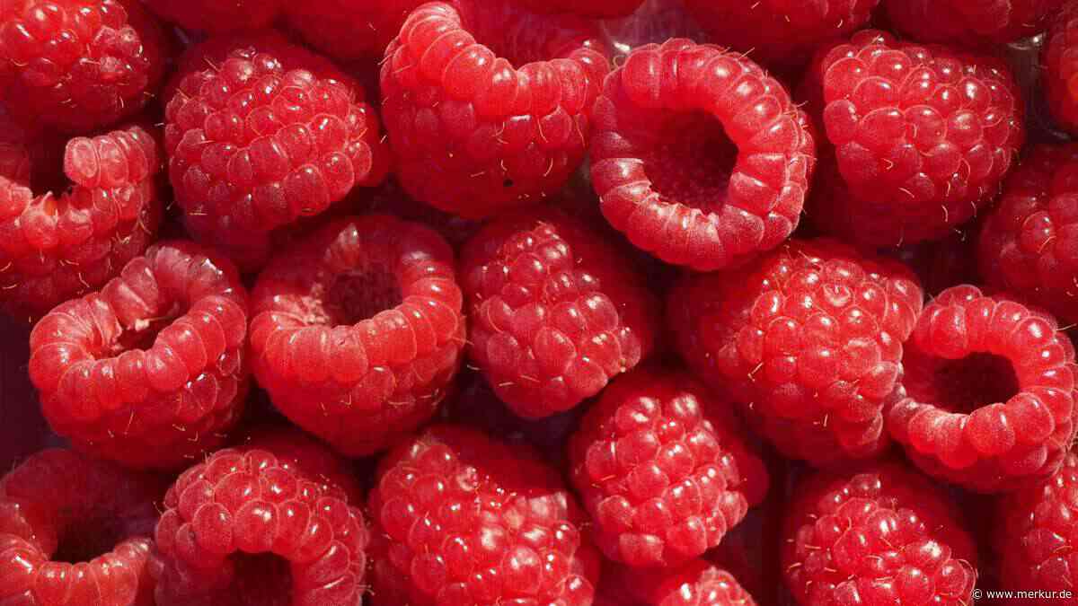 Studien legen nahe, warum Sie regelmäßig Himbeeren essen sollten