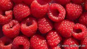Studien legen nahe, warum Sie regelmäßig Himbeeren essen sollten