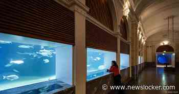 Na de renovatie van 50 miljoen zijn de zeekatten terug in het aquarium van Artis