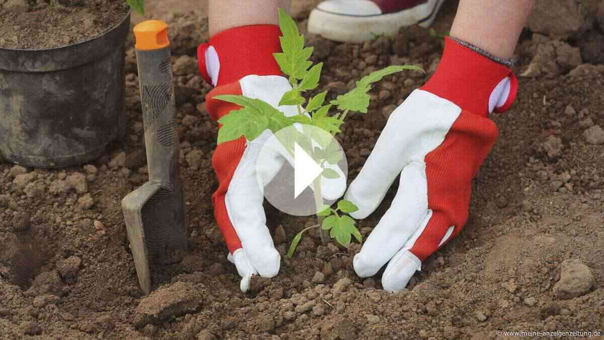 Tomaten liegend pflanzen: So verwandeln Sie dünne Setzlinge in kräftige Erntewunder