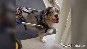 Viral paralyzed pup gets new wheels after wheelchair stolen from front porch