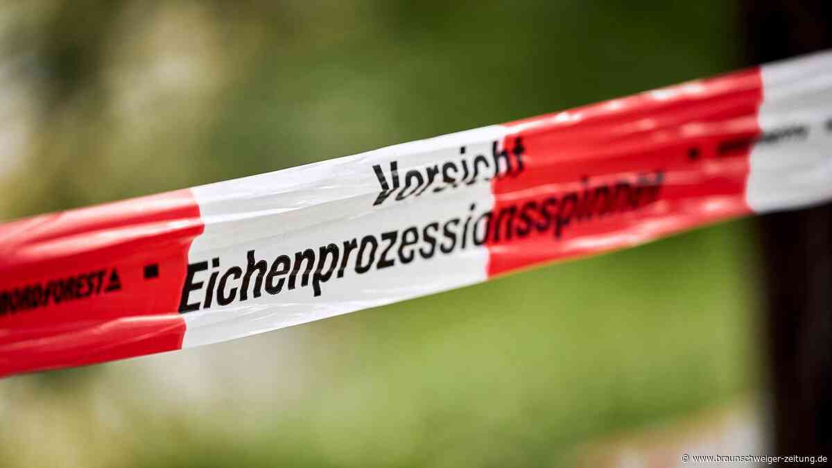 Eichenprozessionsspinner am Salzgittersee: Warum die Stadt Spezialisten holt