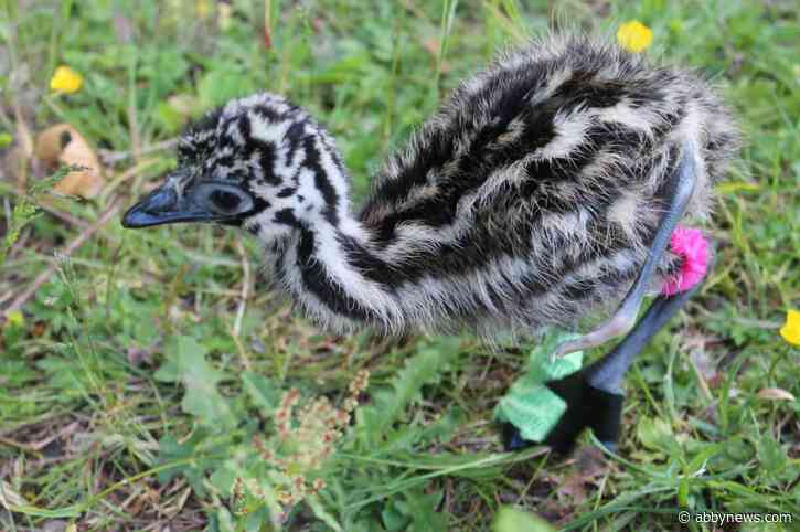 Meet Cuatro, a B.C. emu born with four legs and adopted by ducklings