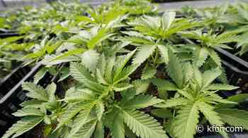 Attorney General's Organized Crime Task Force reveals marijuana busts this week