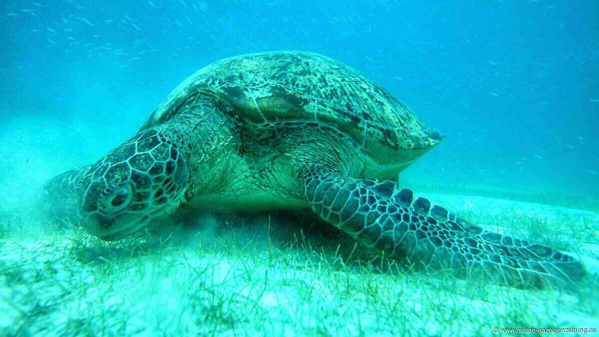 Spionage-Schildkröten: China erhebt absurden Vorwurf gegen ausländische Geheimdienste