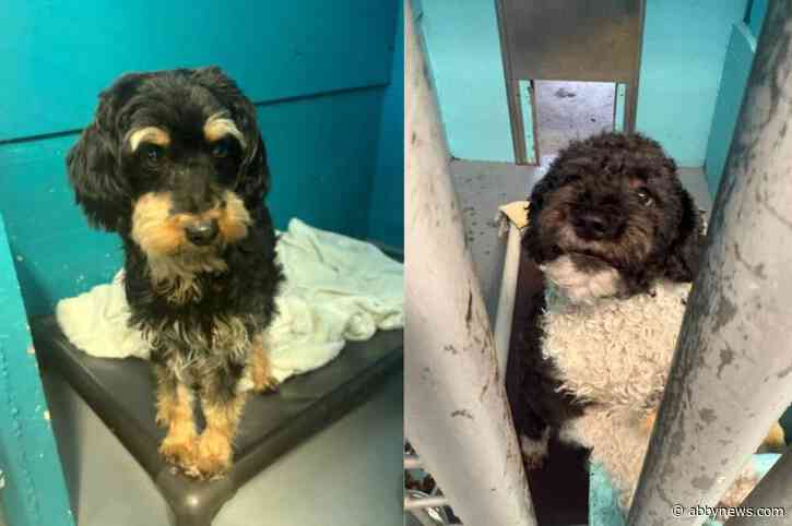 Cop stop nets pets: 2 dogs, 3 cats reunited with family after Island arrest