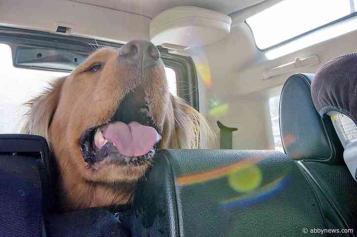 BC SPCA opened 607 files related to animals in hot vehicles in 2025