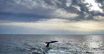 Rare whale entangled in fishing gear spotted again in Gulf of St. Lawrence