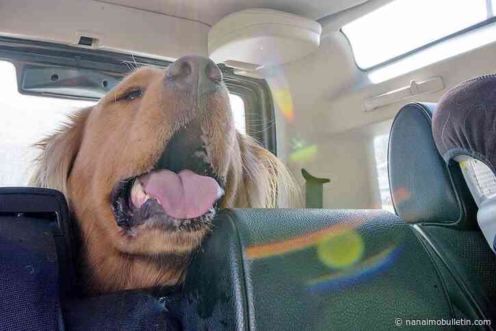 BC SPCA opened 607 files related to animals in hot vehicles in 2025