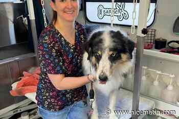 18,000 km en deux ans, 80 clients par mois : dans l’arrière-pays de Nice, cette toiletteuse canine se déplace en « toutoumobile » pour refaire une beauté aux chiens