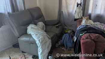 Pets left in flat so filthy and smelly it left woman's eyes stinging and nose streaming