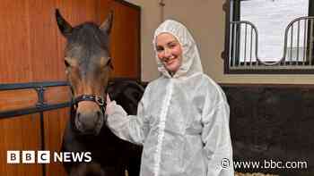 Vaccination calls following equine flu outbreak
