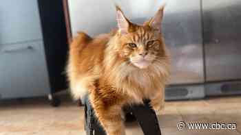His cat died in a hunting trap. Despite petition, Quebec has no plans to tighten trapping rules