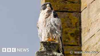 Family of peregrine falcons return to cathedral