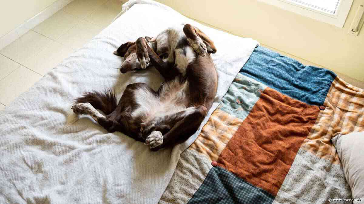 Schlafende Hunde: Was ihre Lieblingsposition wirklich verrät