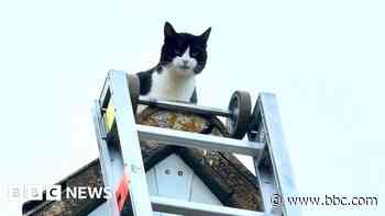 Fire crews rescue Gus the cat from rooftop ordeal