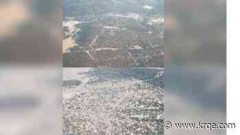 Tree deaths triple in New Mexico, Forestry Division says