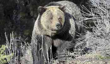 Grizzly bear mauls San Diego hiker on Glacier National Park trail