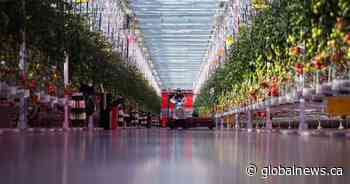 Why ramping up Canada’s indoor farming capacity may prove ‘difficult’
