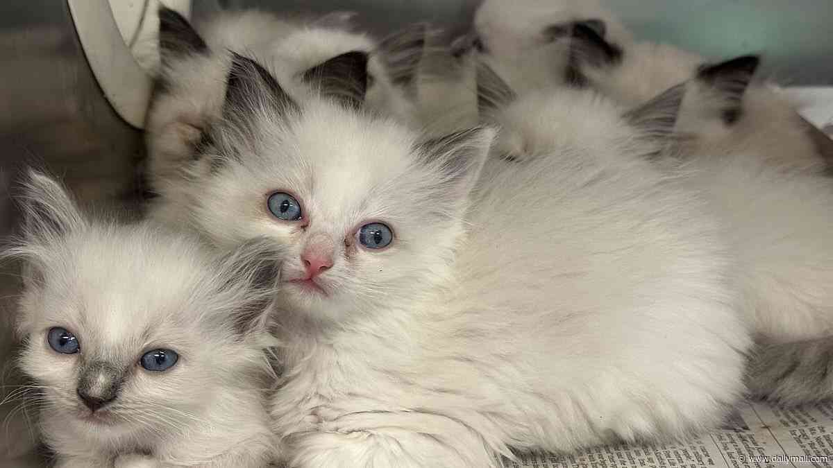 Nearly 80 adorable ragdoll kittens with piercing blue eyes are rescued from house of horrors