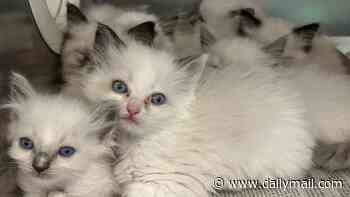 Nearly 80 adorable ragdoll kittens with piercing blue eyes are rescued from house of horrors