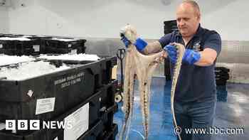 Emergency by-law approved after octopus surge