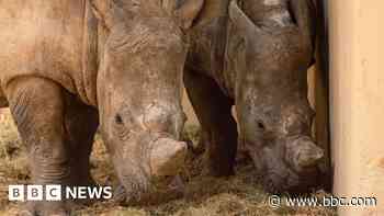 'Excitement' as rhino brothers arrive at zoo