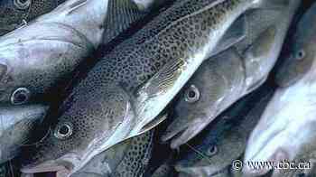 'A remarkable day': Northern cod total allowable catch increases by 55 per cent