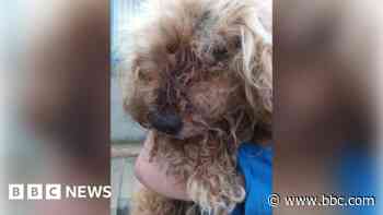Pet owner given ban after dog 'riddled with fleas'