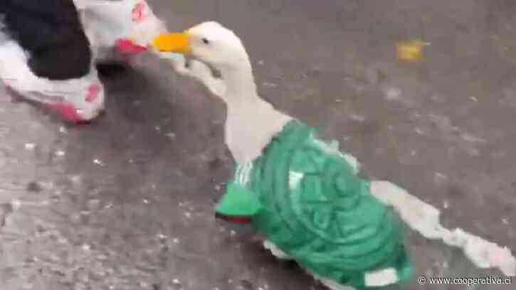 Hasta con camiseta del "Tri": Simpático pato fue captado alentando a México