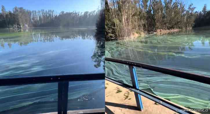 “El olor es putrefacto”: El preocupante estado de la Laguna Curauma en Valparaíso y los motivos detrás que podrían poner en riesgo a peces y organismos