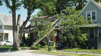 Overnight storm downs trees in Windsor — but weekend forecast is sunny