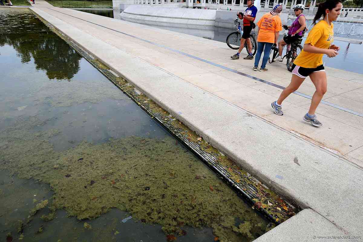 Algae in the Reflecting Pool started growing just days after Trump’s $14M renovation: report