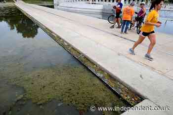 Algae in the Reflecting Pool started growing just days after Trump’s $14M renovation: report