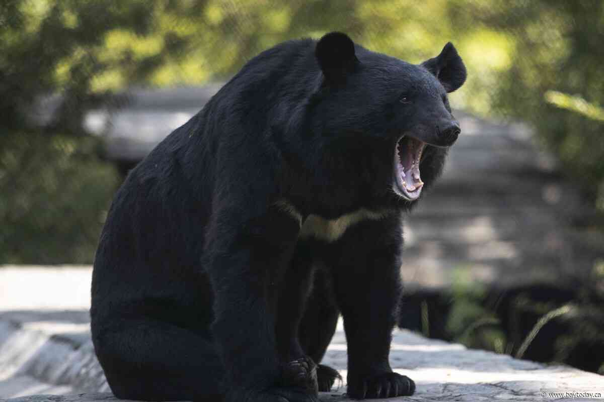 Conservation officers in B.C. remove metal stove pipe stuck on bear's head