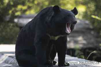 Conservation officers in B.C. remove metal stove pipe stuck on bear's head