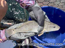 Dauphin Island Sea Lab Aquaculture Project Harvests First Fish