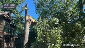 Final ‘witness tree' outside Abe Lincolns' Springfield home destroyed by storms