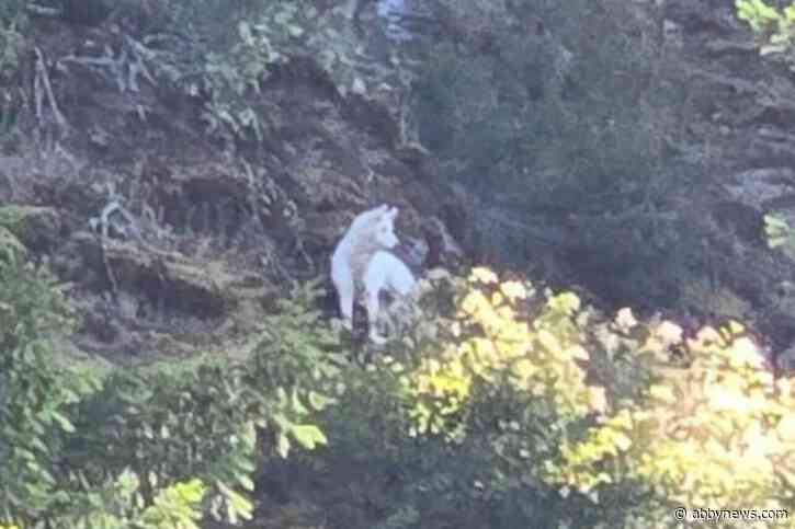 Dog stranded on mountain north of Harrison Hot Springs