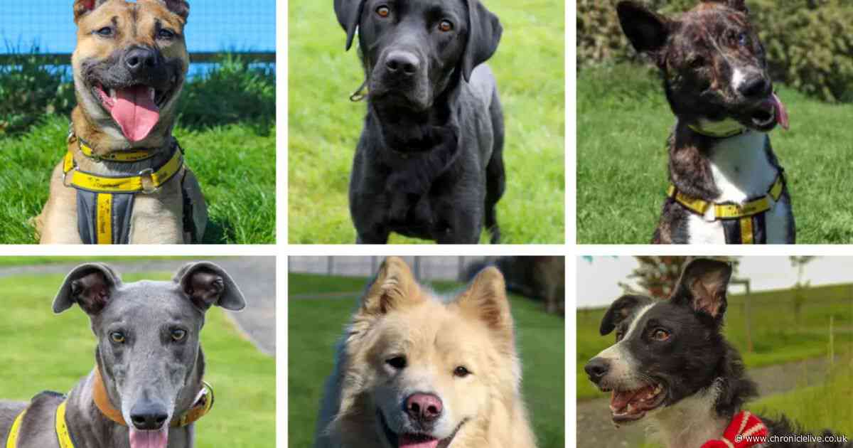 Meet the 33 dogs waiting to find loving homes after a stay in North East kennels