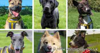 Meet the 33 dogs waiting to find loving homes after a stay in North East kennels
