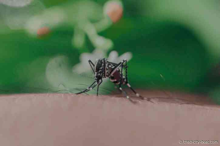 When Is Mosquito Season in the Triad and What to Know