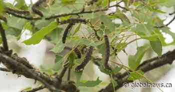 An army of ‘very hungry caterpillars’ invades a popular Alberta campground
