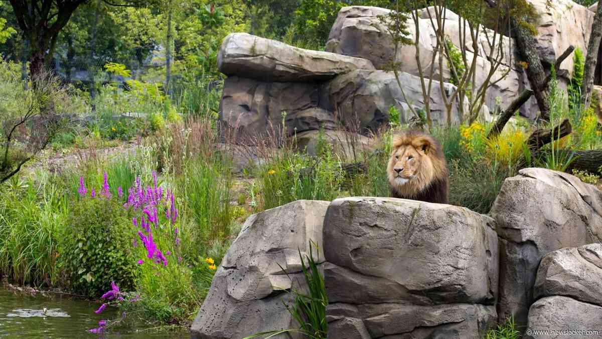 Nieuwe rol van dierentuinen: van kennisbevordering naar ’essentieel wetenschappelijk werk om natuur te beschermen’