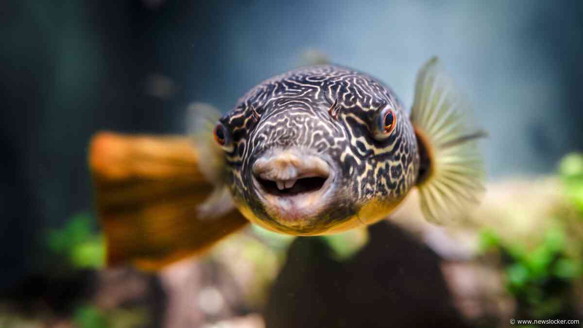 Vijf sterren in het nieuwe Artis-Aquarium: van kogelvis Cucki tot zeekatten