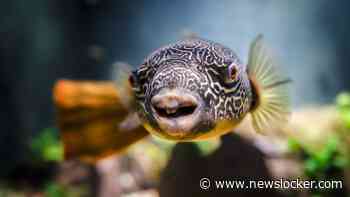 Vijf sterren in het nieuwe Artis-Aquarium: van kogelvis Cucki tot zeekatten